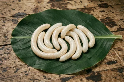 Vers de coco frais disposés sur une feuille de bananier dans un marché artisanal, présentation authentique pour la vente